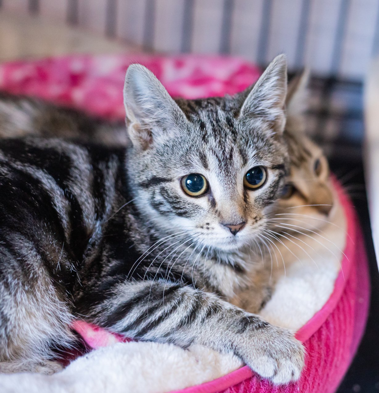 Two Kittens on a Cat Bed in a Crate at an Animal Shelter Rescue Center